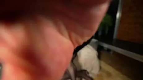 JessicaNylonQueen webcam model stream image