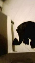 alessandravite1 webcam model stream image