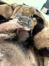 its_Surya_BBC webcam stripchat model stream image