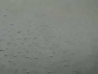 wixssam webcam model stream image