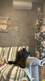 GmGit webcam cam4 model stream image