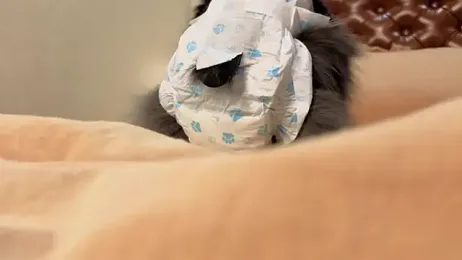 CuteRebelious webcam model stream image