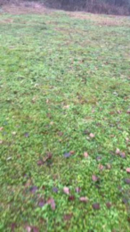 porcobg18 webcam model stream image