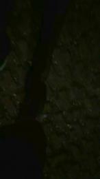 Stallone_ita_62 webcam model stream image