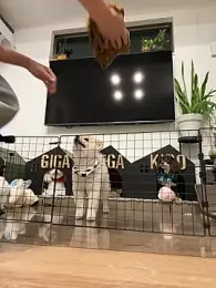 ken_0927 webcam stripchat model stream image