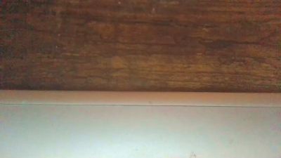 cerdocolocado webcam model stream image