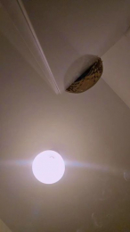 Afgc webcam model stream image