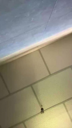 Darotubaby webcam model stream image