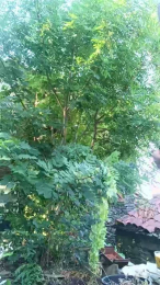 jef34 webcam model stream image