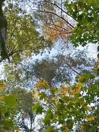 outdoor-houndour webcam stripchat model stream image
