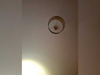 LolaAlex webcam model stream image