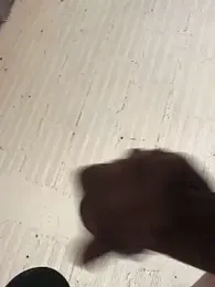 fran777775 webcam stripchat model stream image