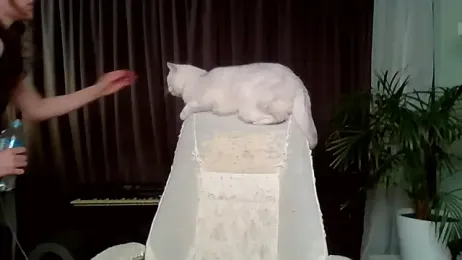 MollyBer webcam stripchat model stream image