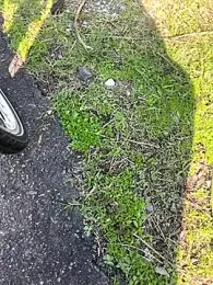 qaz23257 webcam model stream image