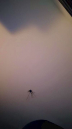 XX_FUNCOUPLE_XX webcam model stream image