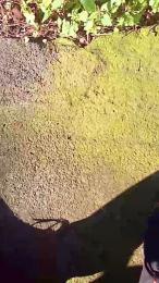 corn104 webcam cam4 model stream image