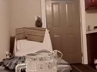 camcouple4u webcam model stream image