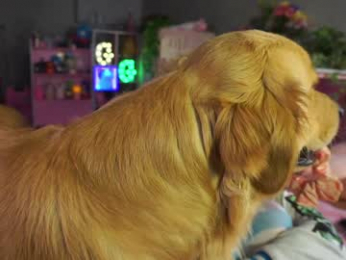 goldengoddessxxx webcam model stream image