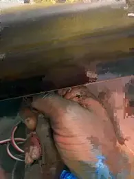 Kintakoko webcam model stream image