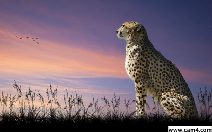 cheetah60 webcam model stream image