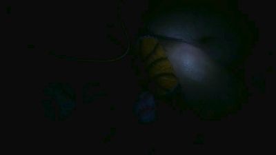 Leocesar37 webcam model stream image