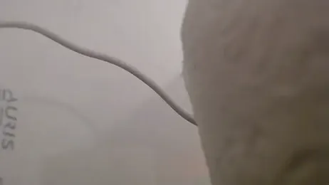 hardbigcock16 webcam model stream image