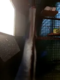 Charly_BC_Dirty webcam model stream image