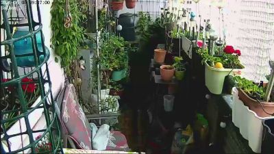 sweetnude83 webcam model stream image