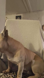 Arielviolet webcam model stream image