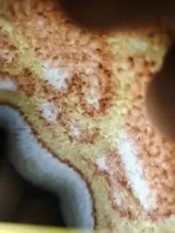 Hotcopuls00 webcam stripchat model stream image