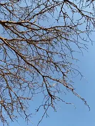 hintly webcam model stream image