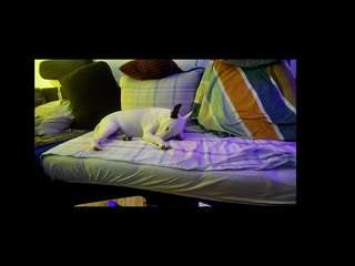 huebscherschwanz webcam model stream image