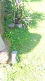luxxuriax webcam model stream image