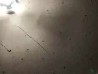 deebabyy85 webcam model stream image