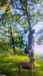 maximo_xz webcam model stream image