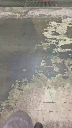 porcinoTN webcam model stream image