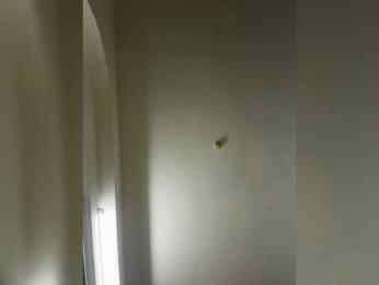 LittleDilara webcam model stream image