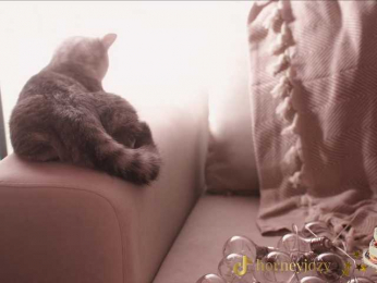 HorneyJozy bongacams stream image