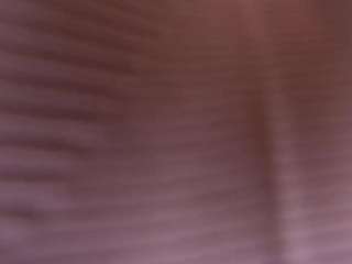 mssburbuja camsoda stream image